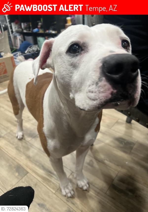 Lost Male Dog last seen broadway and price , Tempe, AZ 85282