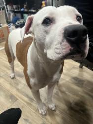 Lost Male Dog last seen broadway and price , Tempe, AZ 85282