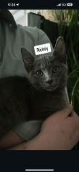 Found/Stray Female Cat last seen 9 mile and Lahser, Southfield, MI 48033