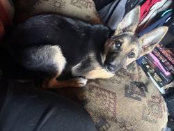 Found/Stray Female Dog last seen Birmingham Way, Stockton, CA 95207