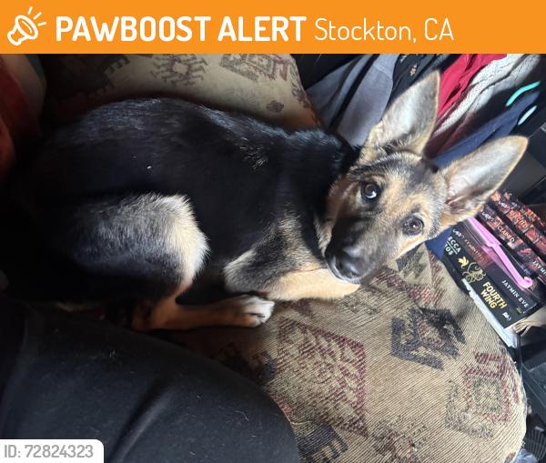Found/Stray Female Dog last seen Birmingham Way, Stockton, CA 95207