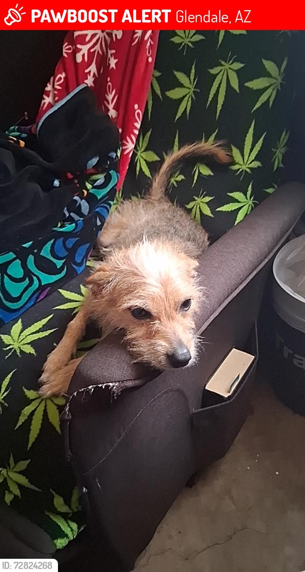 Lost Female Dog last seen Near N. 99th Avenue, Glendale, AZ 85305, Glendale, AZ 85305