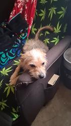 Lost Female Dog last seen Near N. 99th Avenue, Glendale, AZ 85305, Glendale, AZ 85305