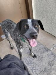 Lost Female Dog last seen Near East 6th st apt4.casa grande az, Casa Grande, AZ 85122