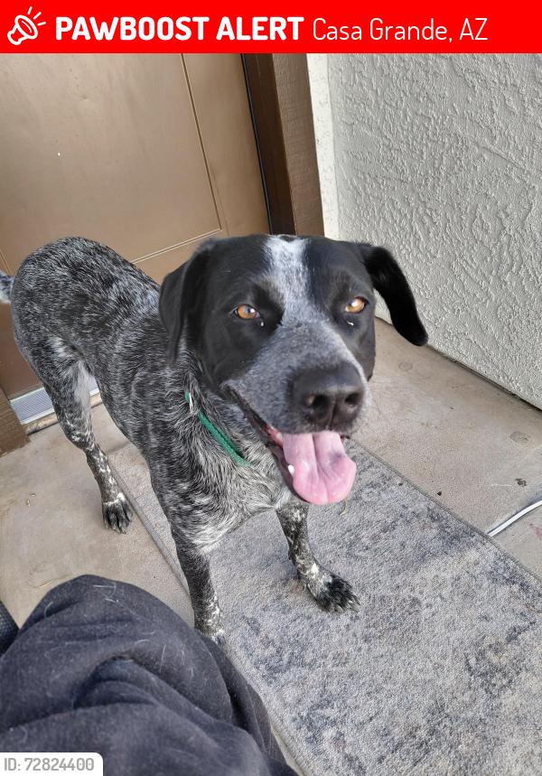 Lost Female Dog last seen Near East 6th st apt4.casa grande az, Casa Grande, AZ 85122