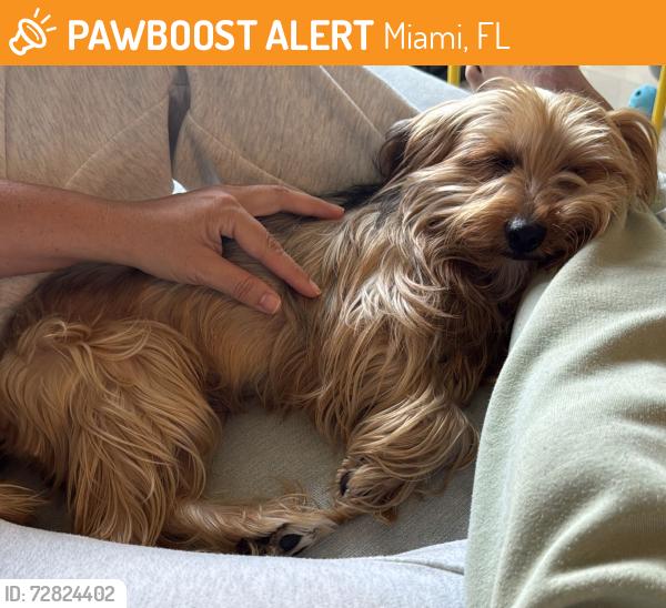 Found/Stray Male Dog last seen River landing, Miami, FL 33125