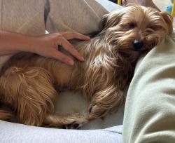 Found/Stray Male Dog last seen River landing, Miami, FL 33125