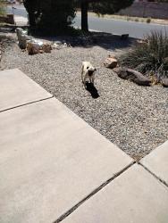 Found/Stray Unknown Dog last seen Enchanted hills, Rio Rancho, NM 87144