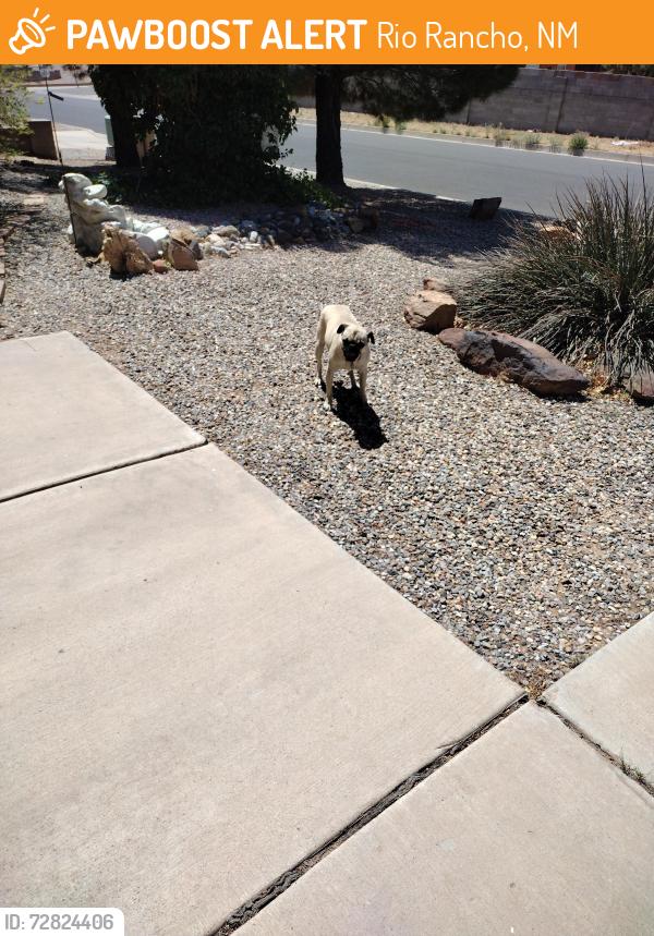 Found/Stray Unknown Dog last seen Enchanted hills, Rio Rancho, NM 87144