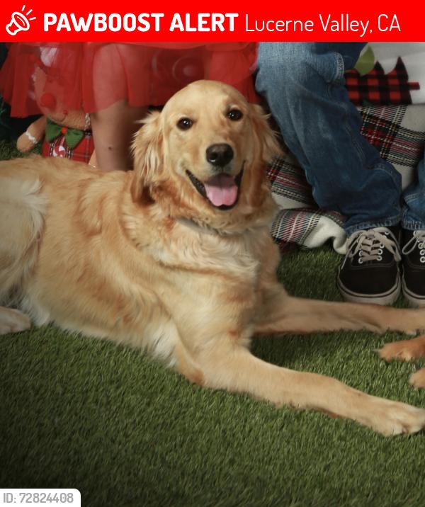 Lost Female Dog last seen Cougar buttes/power line road , Lucerne Valley, CA 92356