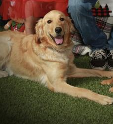 Lost Female Dog last seen Cougar buttes/power line road , Lucerne Valley, CA 92356