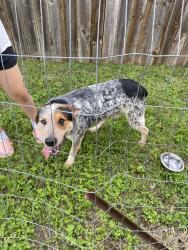 Found/Stray Male Dog last seen Hartman rd and Maiden Ln, Forest Hill, TX 76119