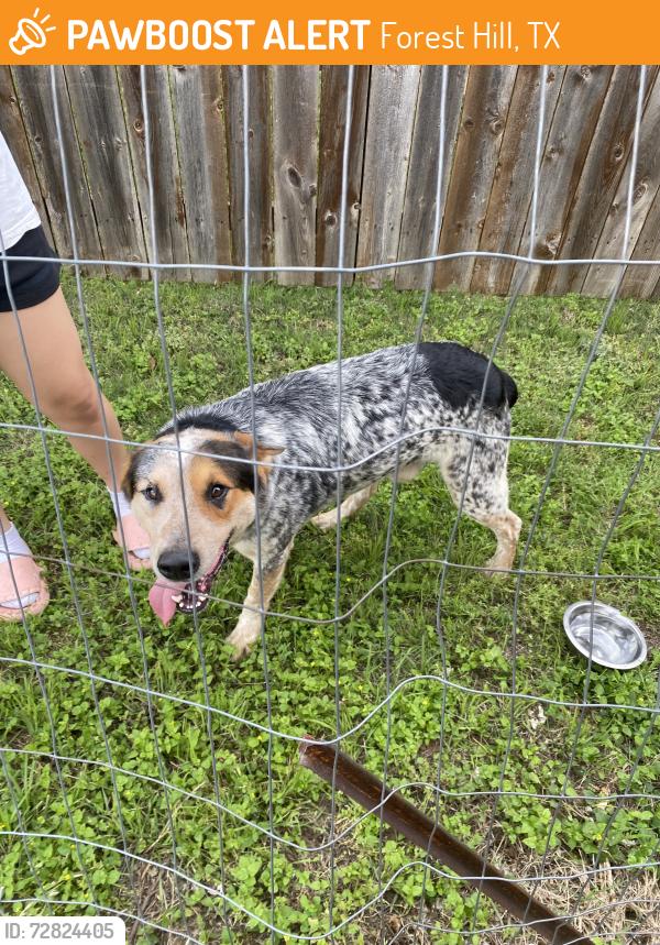 Found/Stray Male Dog last seen Hartman rd and Maiden Ln, Forest Hill, TX 76119