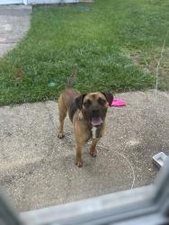 Found/Stray Male Dog last seen Cottagehill and knollwood rd area, Mobile, AL 36693