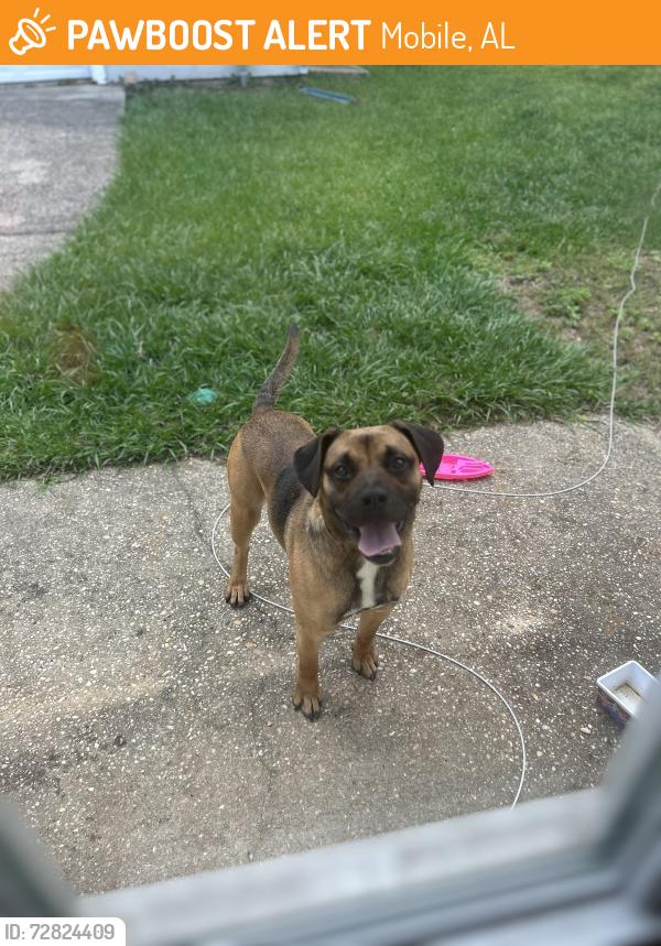 Found/Stray Male Dog last seen Cottagehill and knollwood rd area, Mobile, AL 36693