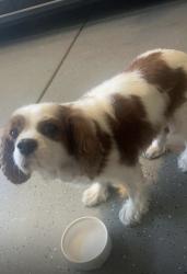 Found/Stray Female Dog last seen Soquel Canyon & Pipeline CHINO HILLS, Chino Hills, CA 91709