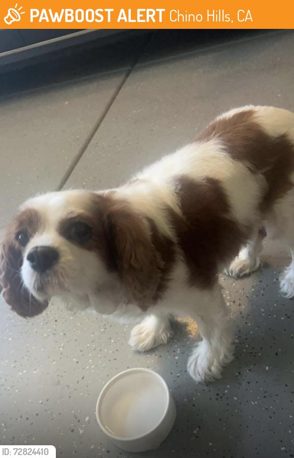 Found/Stray Female Dog last seen Soquel Canyon & Pipeline CHINO HILLS, Chino Hills, CA 91709
