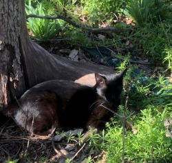 Lost Male Cat last seen harcourt and Fairlawn, holy name area, San Antonio, TX 78223