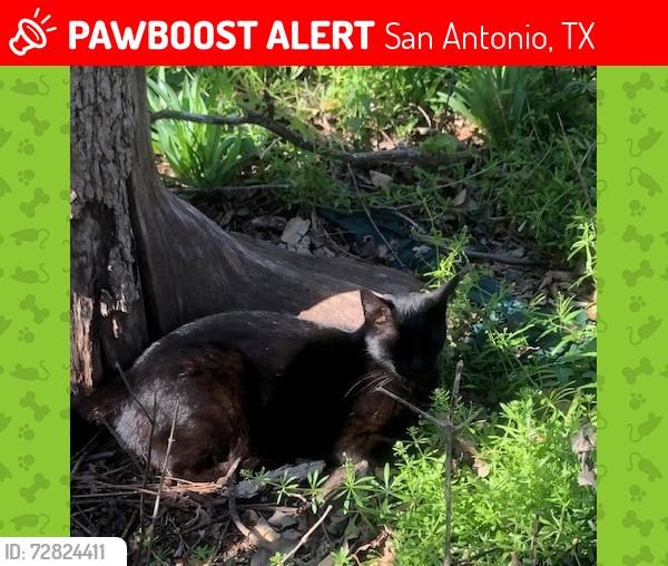 Lost Male Cat last seen harcourt and Fairlawn, holy name area, San Antonio, TX 78223