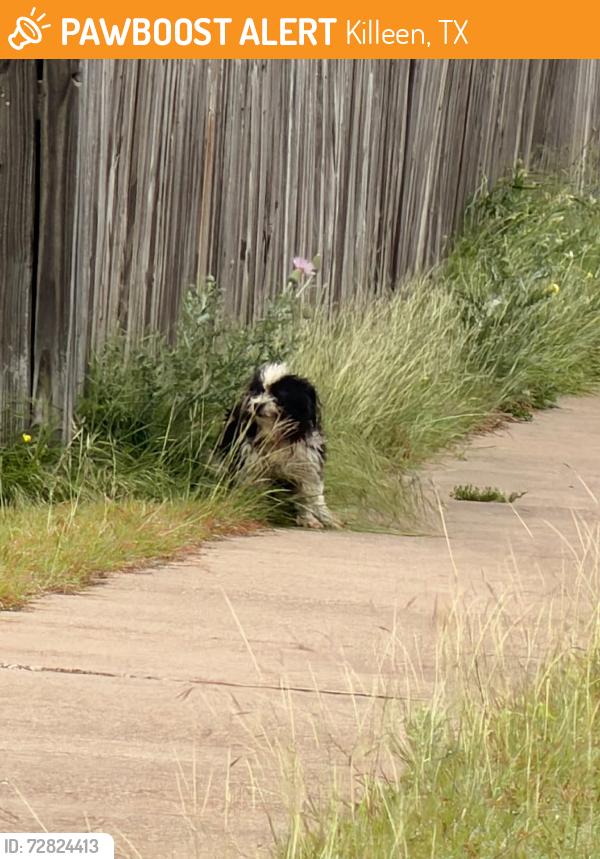 Found/Stray Unknown Dog last seen Winfield in een Texas , Killeen, TX 76541