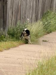 Found/Stray Unknown Dog last seen Winfield in een Texas , Killeen, TX 76541