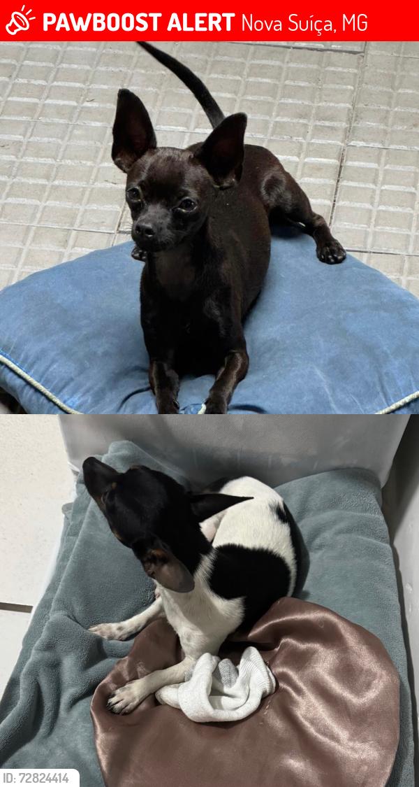 Lost Male Dog last seen Nova Suiça- jardim america Belo Horizonte Minas Gerais , Nova Suíça, MG 