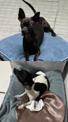 Lost Male Dog last seen Nova Suiça- jardim america Belo Horizonte Minas Gerais , Nova Suíça, MG 