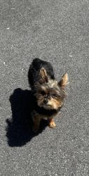 Lost Female Dog last seen Near Otts chapel road , Newark, DE 19702