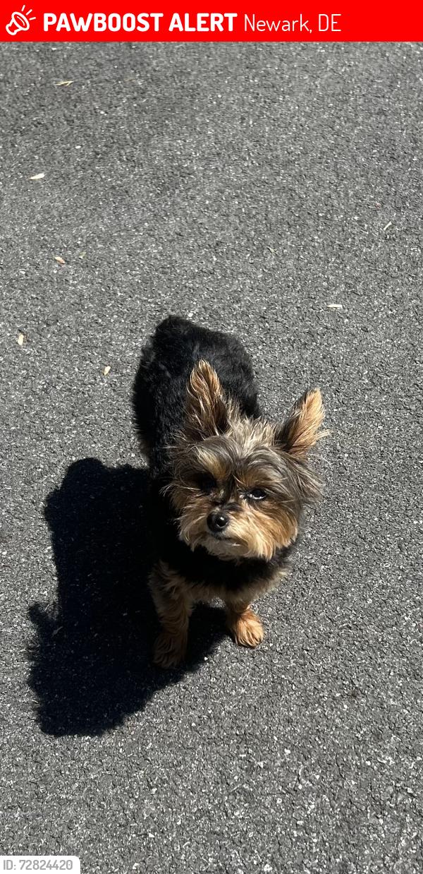 Lost Female Dog last seen Near Otts chapel road , Newark, DE 19702