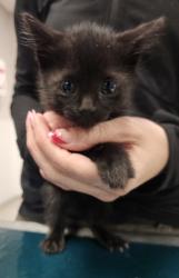 Shelter Stray Female Cat last seen Belmont, NC 28012, Gastonia, NC 28052