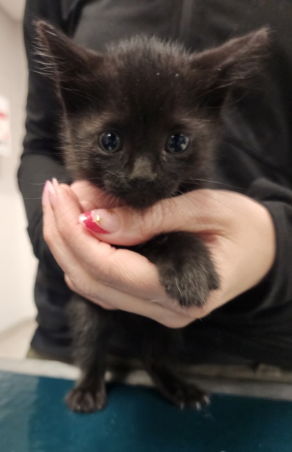 Shelter Stray Female Cat last seen Belmont, NC 28012, Gastonia, NC 28052