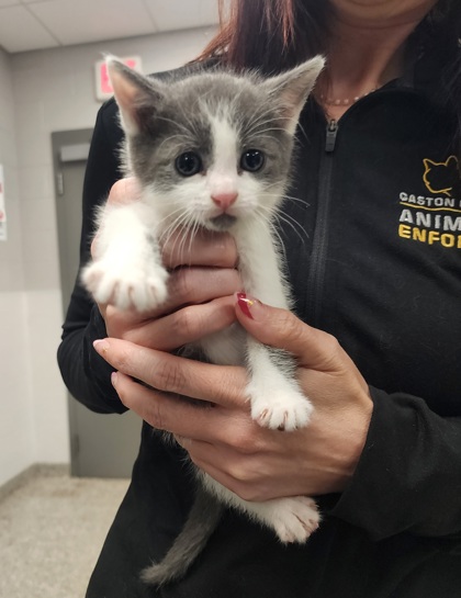 Shelter Stray Male Cat last seen Belmont, NC 28012, Gastonia, NC 28052