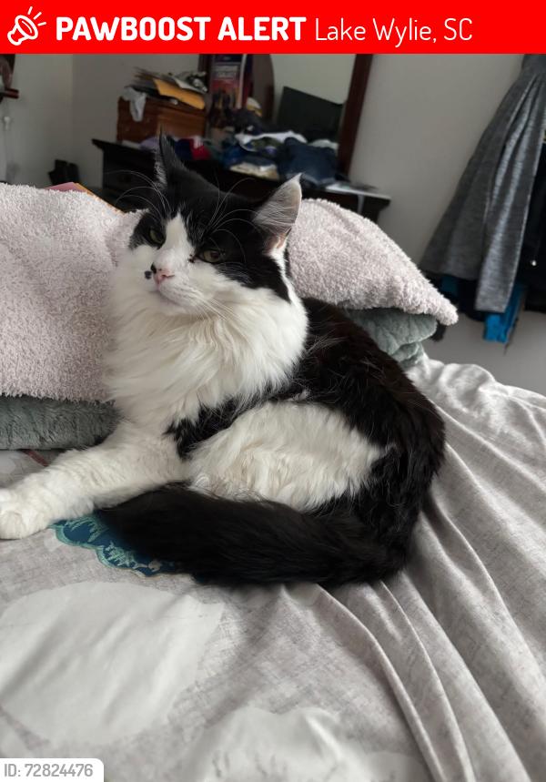 Lost Female Cat last seen Snapdragon dr, Lake Wylie, SC 29710
