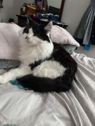 Lost Female Cat last seen Snapdragon dr, Lake Wylie, SC 29710