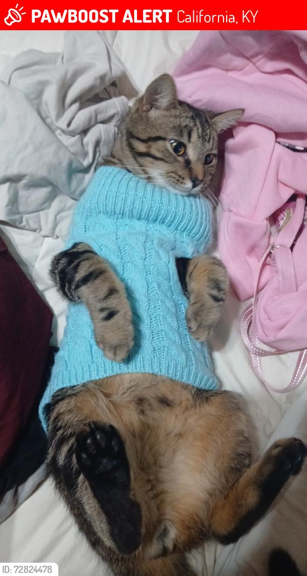 Lost Male Cat last seen Flitlocks Bar and ther is a wedding venue nearby, California, KY 41007