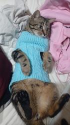 Lost Male Cat last seen Flitlocks Bar and ther is a wedding venue nearby, California, KY 41007
