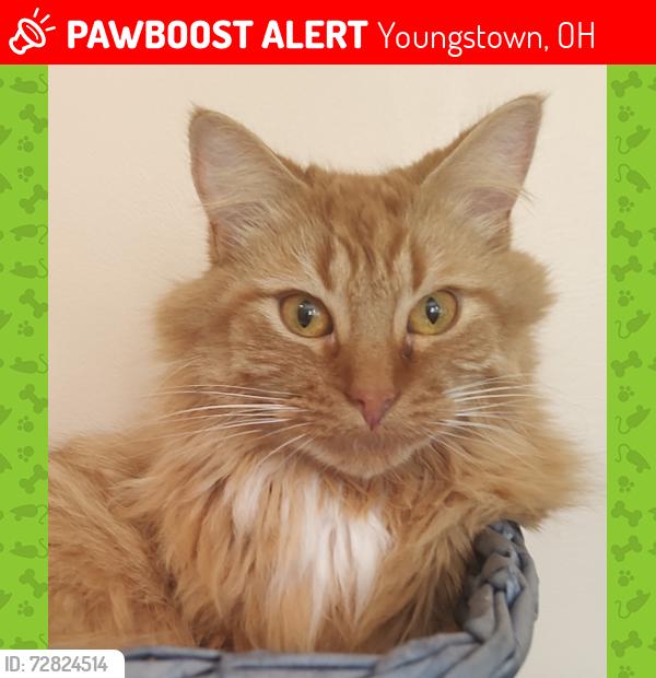 Lost Female Cat last seen Near S. Edgehill Ave. Austintown, Ohio 44515, Youngstown, OH 44515