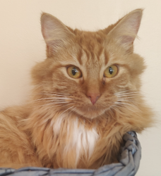 Lost Female Cat last seen Near S. Edgehill Ave. Austintown, Ohio 44515, Youngstown, OH 44515