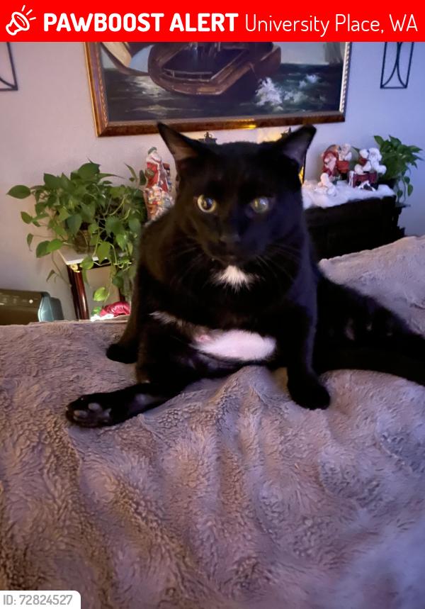 Lost Male Cat last seen University Place area near Locust Ave W., University Place, WA 98466