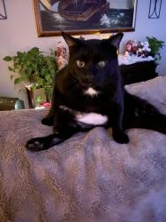 Lost Male Cat last seen University Place area near Locust Ave W., University Place, WA 98466