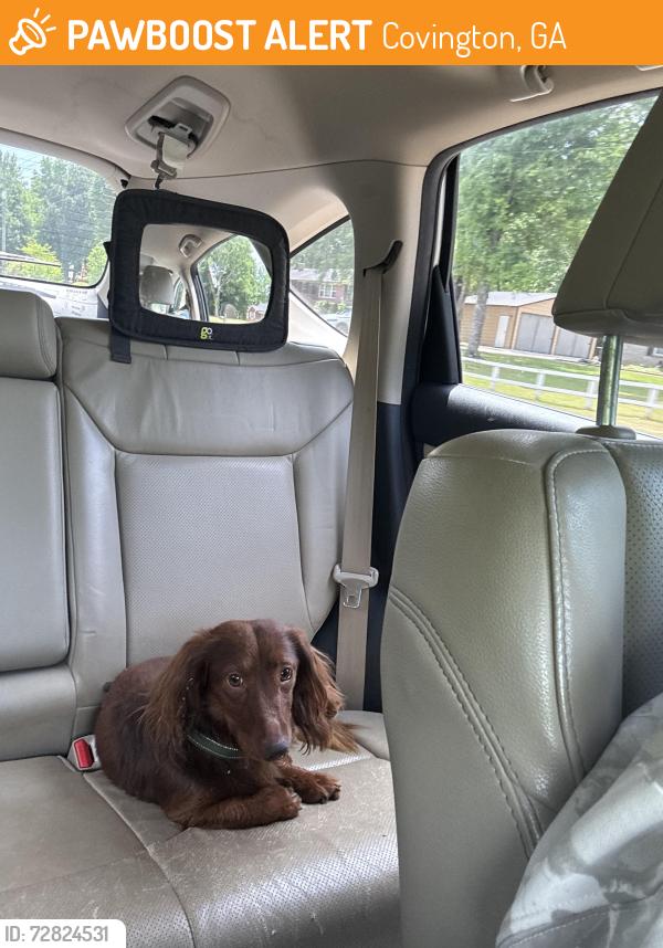 Found/Stray Male Dog last seen Sara Drive, flt Shoals, Covington, GA 30014