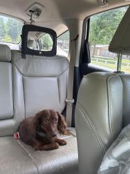 Found/Stray Male Dog last seen Sara Drive, flt Shoals, Covington, GA 30014