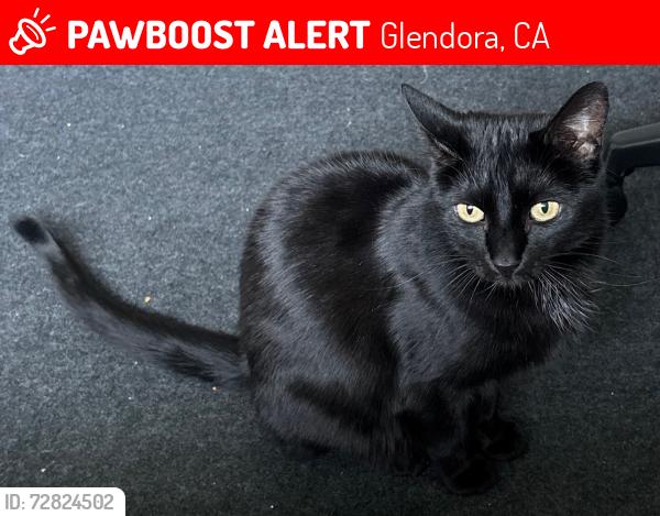 Lost Female Cat last seen Foothill Blvd and N Country Club, Glendora, CA 91741