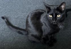 Lost Female Cat last seen Foothill Blvd and N Country Club, Glendora, CA 91741