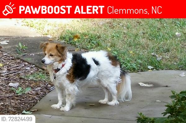 Lost Female Dog last seen Styers Ferry Road, Harper Road, Clemmons, NC 27012