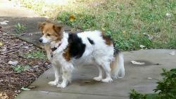 Lost Female Dog last seen Styers Ferry Road, Harper Road, Clemmons, NC 27012