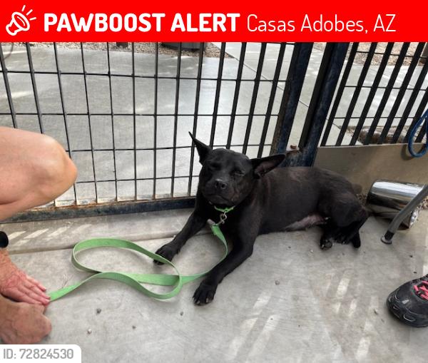 Lost Female Dog last seen West Hardy Road and Thornydale, Casas Adobes, AZ 85742