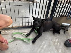 Lost Female Dog last seen West Hardy Road and Thornydale, Casas Adobes, AZ 85742