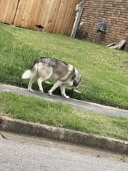 Found/Stray Unknown Dog last seen Meadow Trail Dr, Memphis, TN 38018