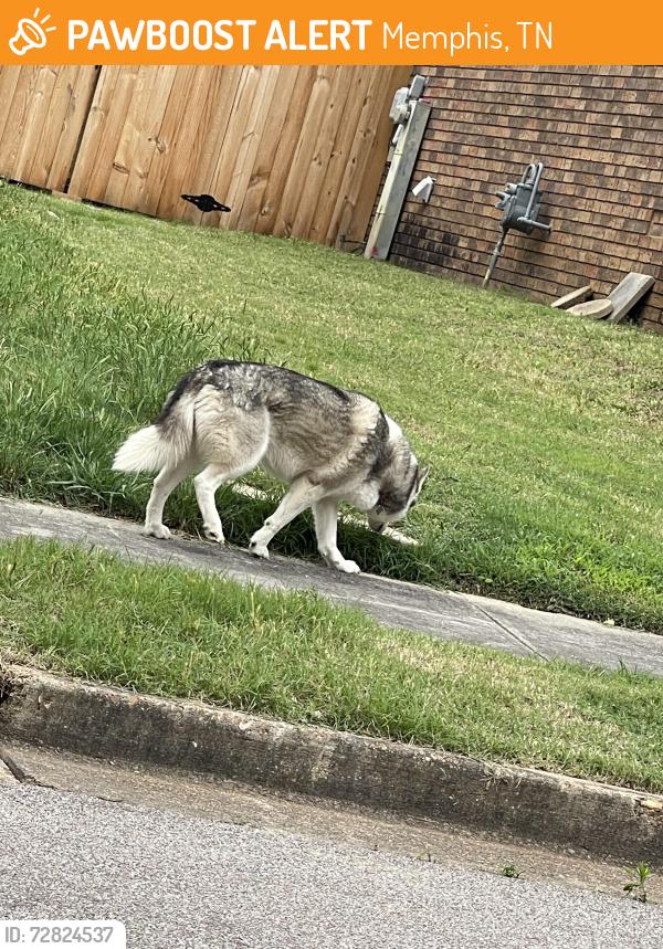 Found/Stray Unknown Dog last seen Meadow Trail Dr, Memphis, TN 38018